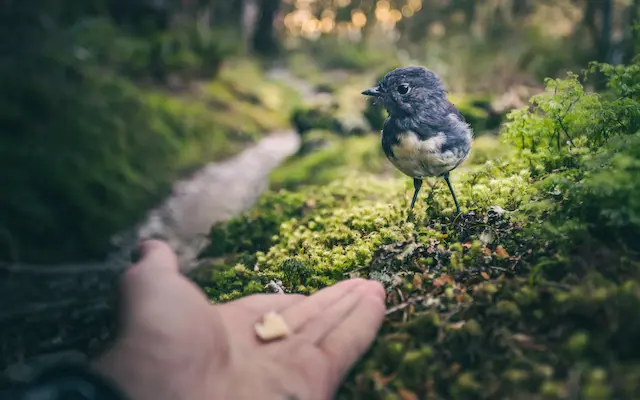 Jemand streckt seine Hand mit etwas Futter einem Vogel entgegen