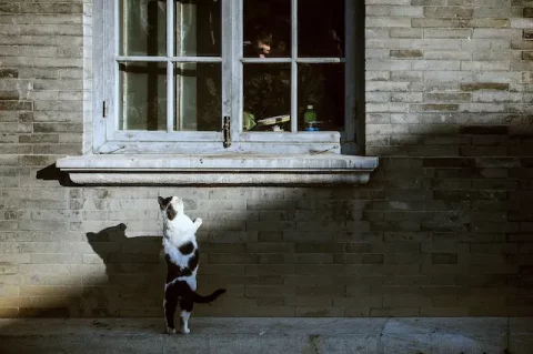 Neugierige Katze versucht herauszufinden, was sich hinter einem Fenster verbirgt